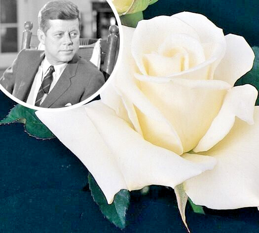 Rose Bush JFK White Iconic 3 Unrooted 6″ Live Flower Plant Cuttings Shrub Bush