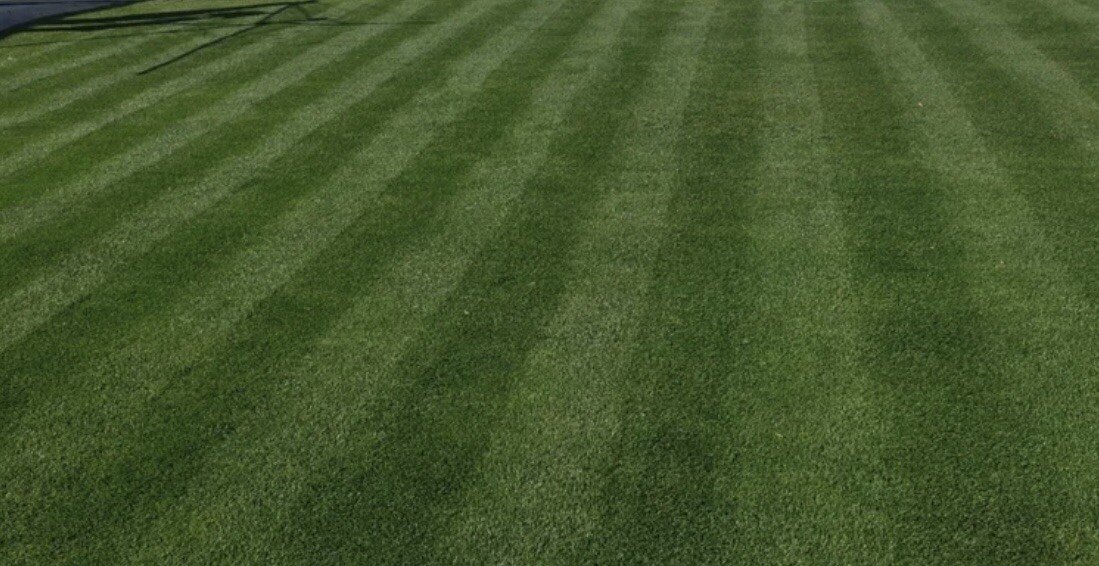 4 Lbs Overseeding Grass Seeds. Kentucky Bluegrass And Perennial Ryegrass 50/50