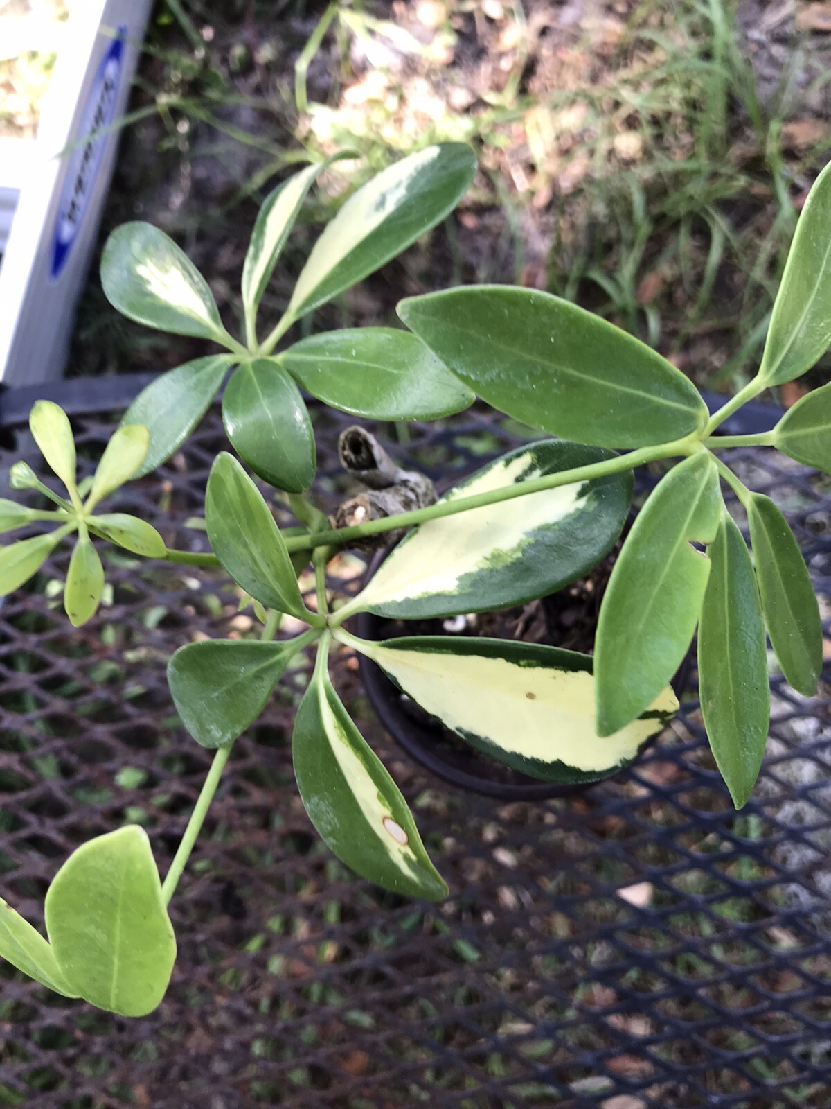 umbrella plant