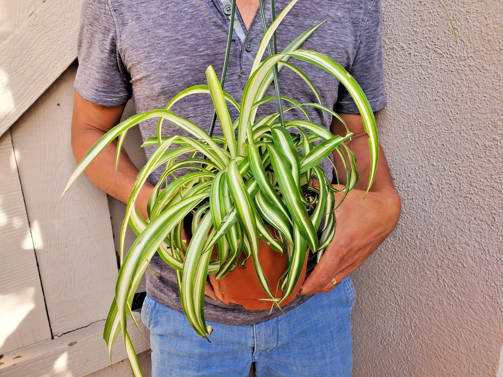 Variegated Spider Plant Chlorophytum comosum