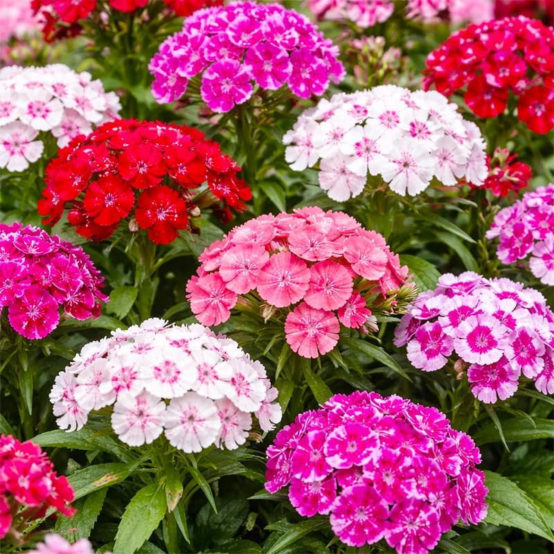 5200+ Mix Dianthus Barbatus Seeds for Planting-Non-Gmo Perennial Vibrant Flower