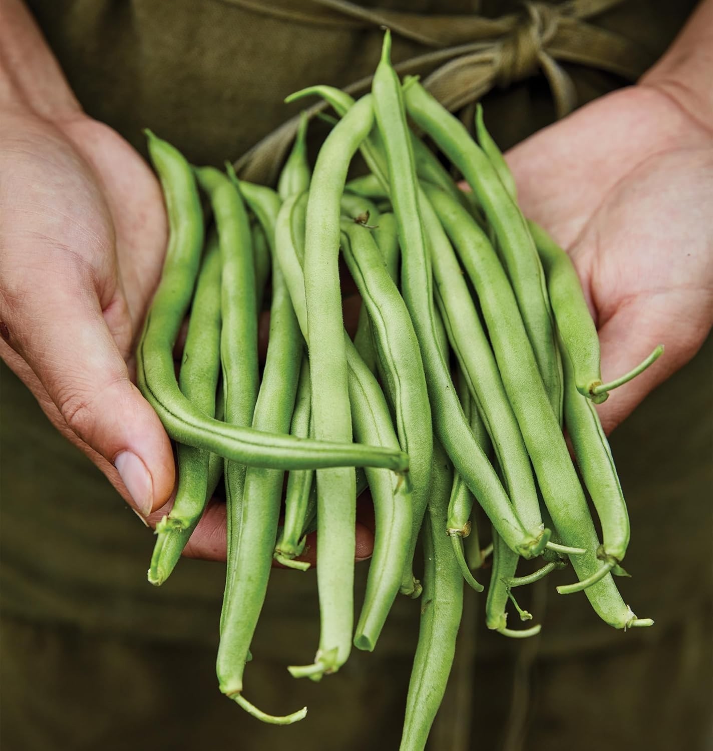 Blue Lake 274 Bush Bean Seeds – GMO-Free Heirloom for Healthy Gardens, 2 Oz