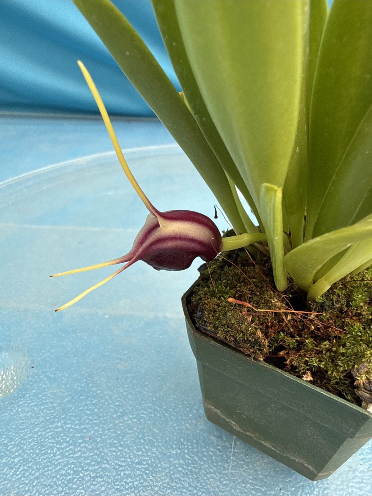 Masdevallia discoidea Cool To Intermediate Orchid Species Yellow Purple 2” Pot