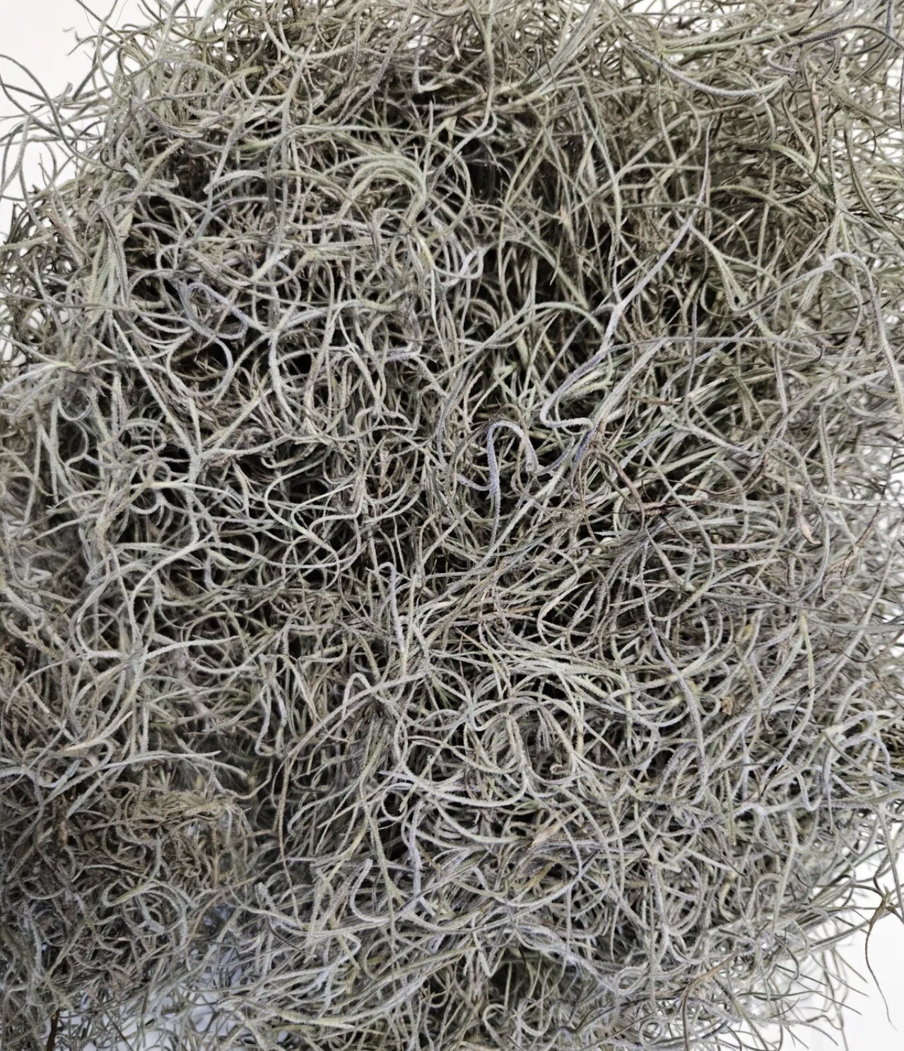Dried Spanish Moss – 5 Pound – Floral Decor, Arts & Crafts, Pet Bedding