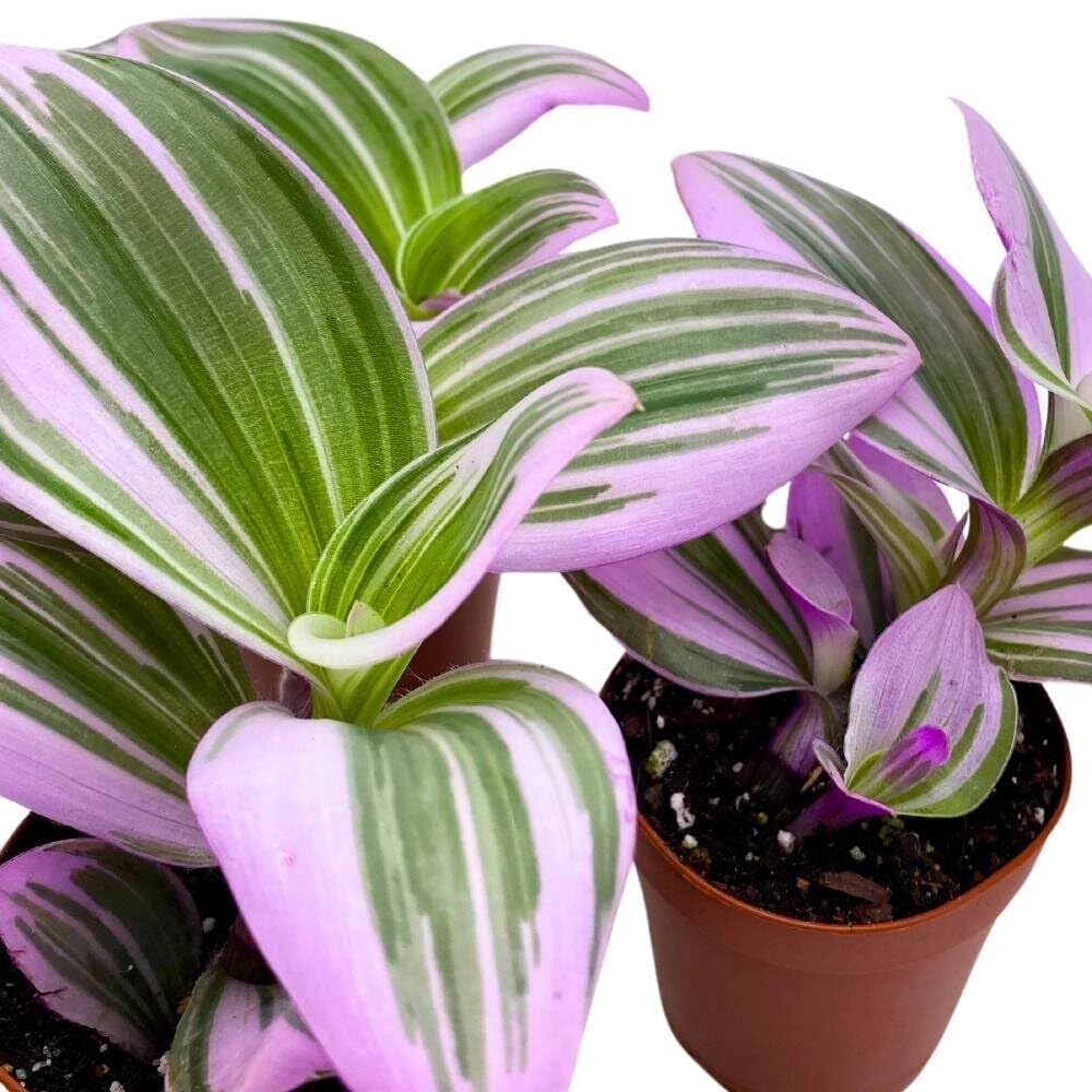 Tradescantia Nanouk 2 inch Set of 3 Fantasy Venice Wandering Dude Albiflora Spid