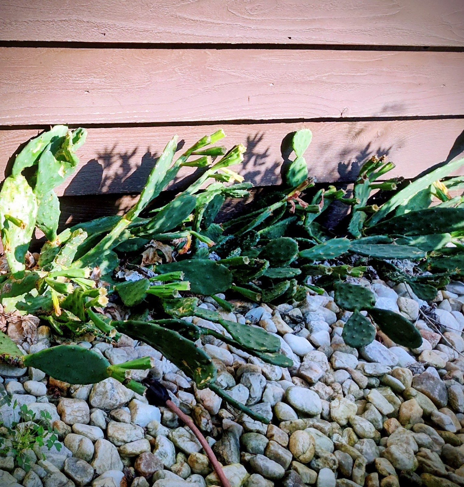 Prickly Prickley Pear Cacti Winter hardy 15 pad cactus