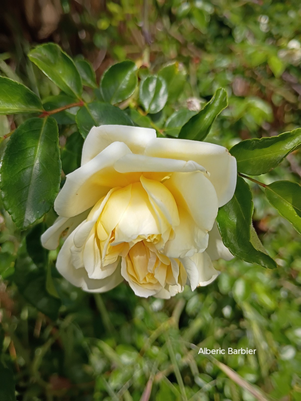 Alberic Barbier_Cream Yellow To White Rambler ERose Blossoms 6″ Pot Live Plant