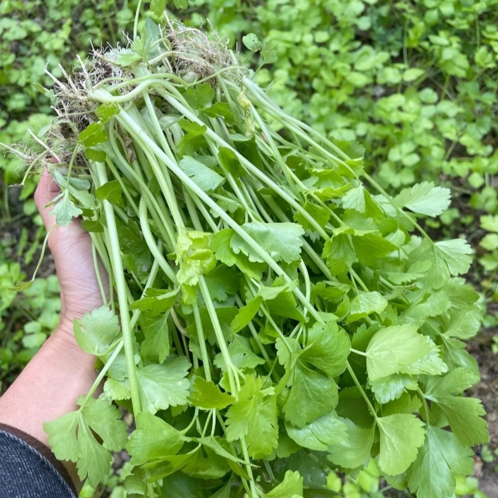3000 Mini Celery Seeds – Chinese Small Celery for Home Garden Growing