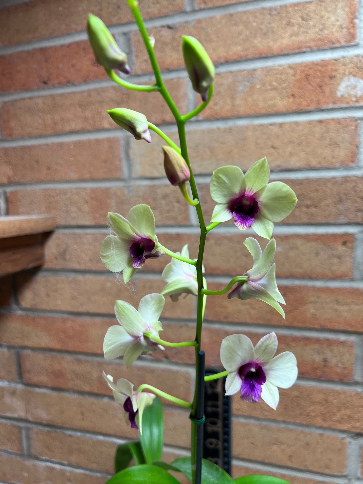 Dendrobium New Burana Red Stem. Live Dendrobium Orchid Plant. Blooming Size.