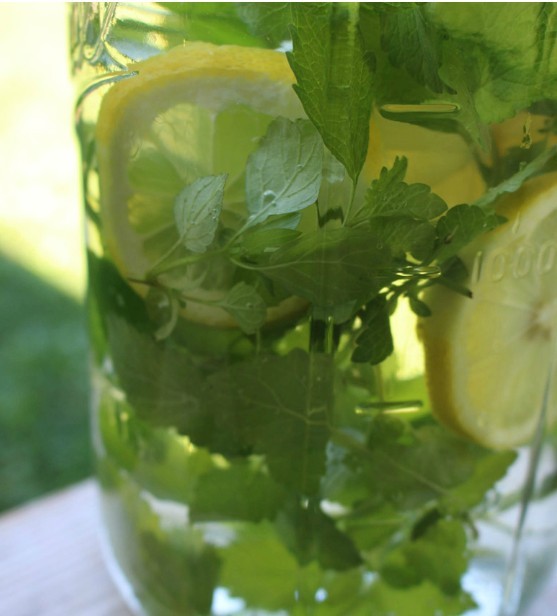 500 LEMON BALM SEEDS-Mosquito Repellent-Organic-Open Pollinated-NON GMO