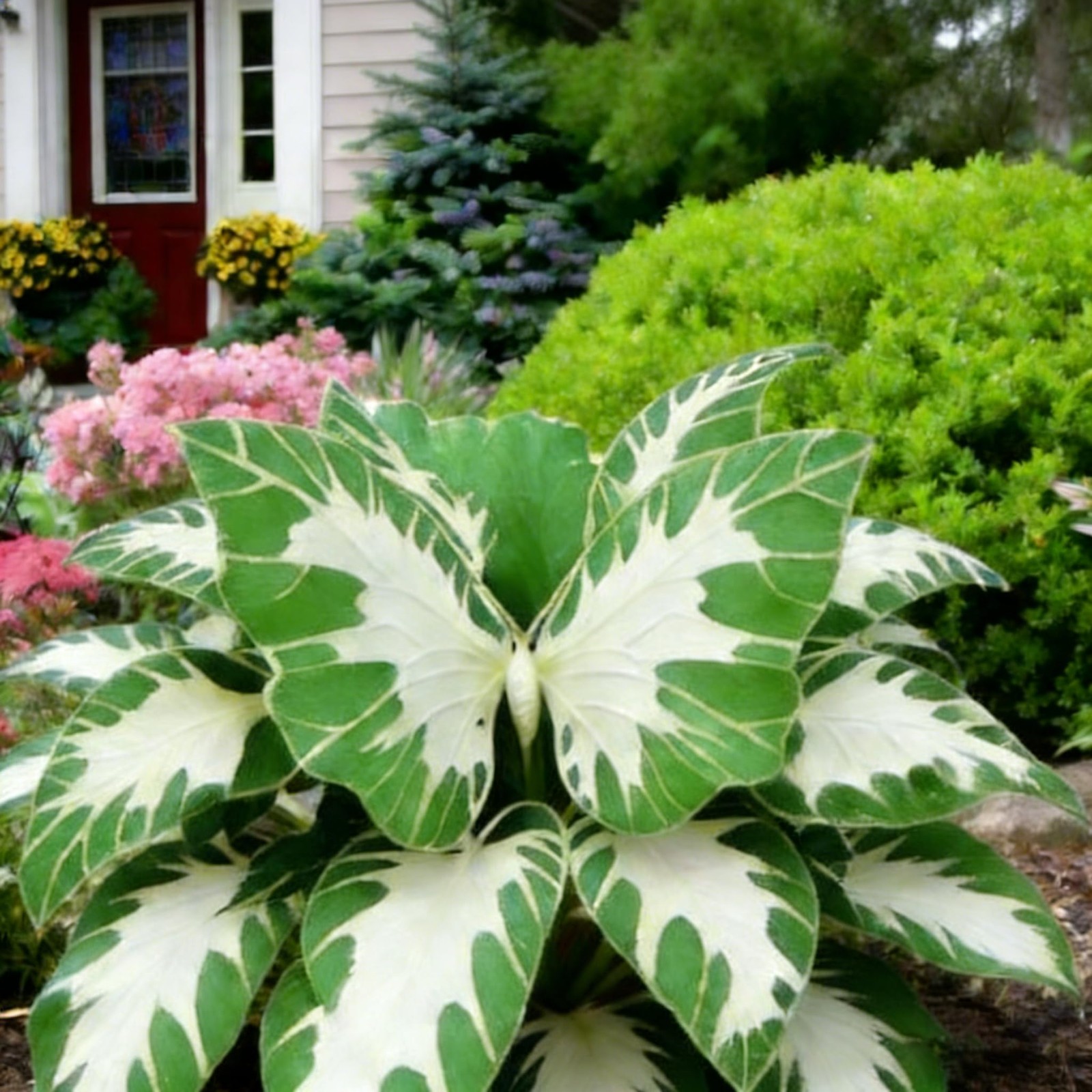Hosta Seeds for Planting, 150+ Mixed Color Perennial Seed, Mix