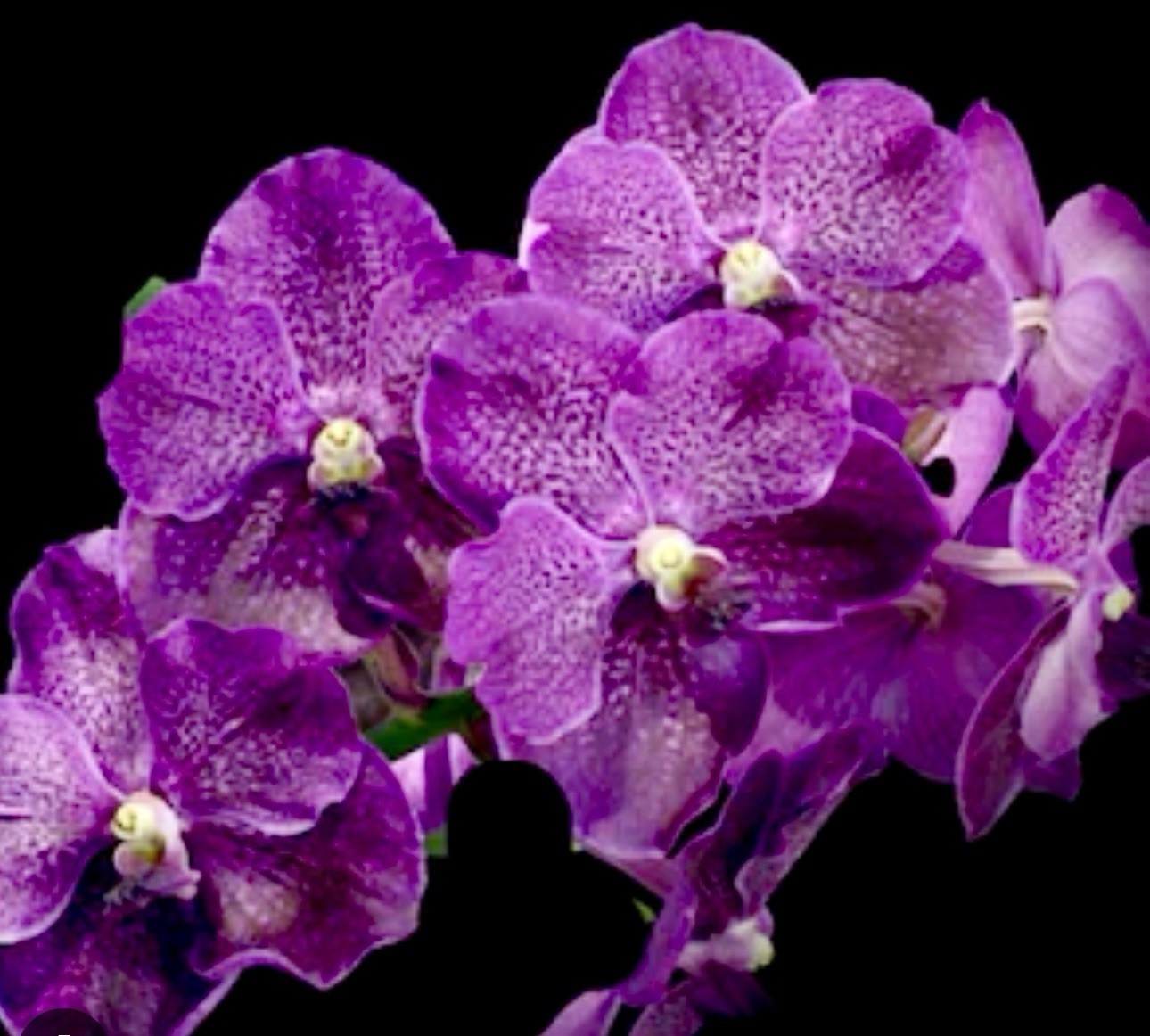 V. Kultana Violeta Blue X Self