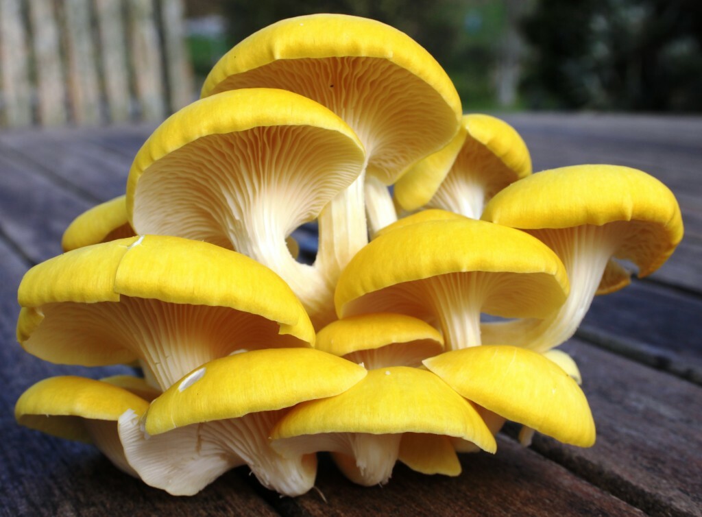 Seeds Mushroom Oyster Lemon Mycelium Spores Organic Non GMO Ukraine