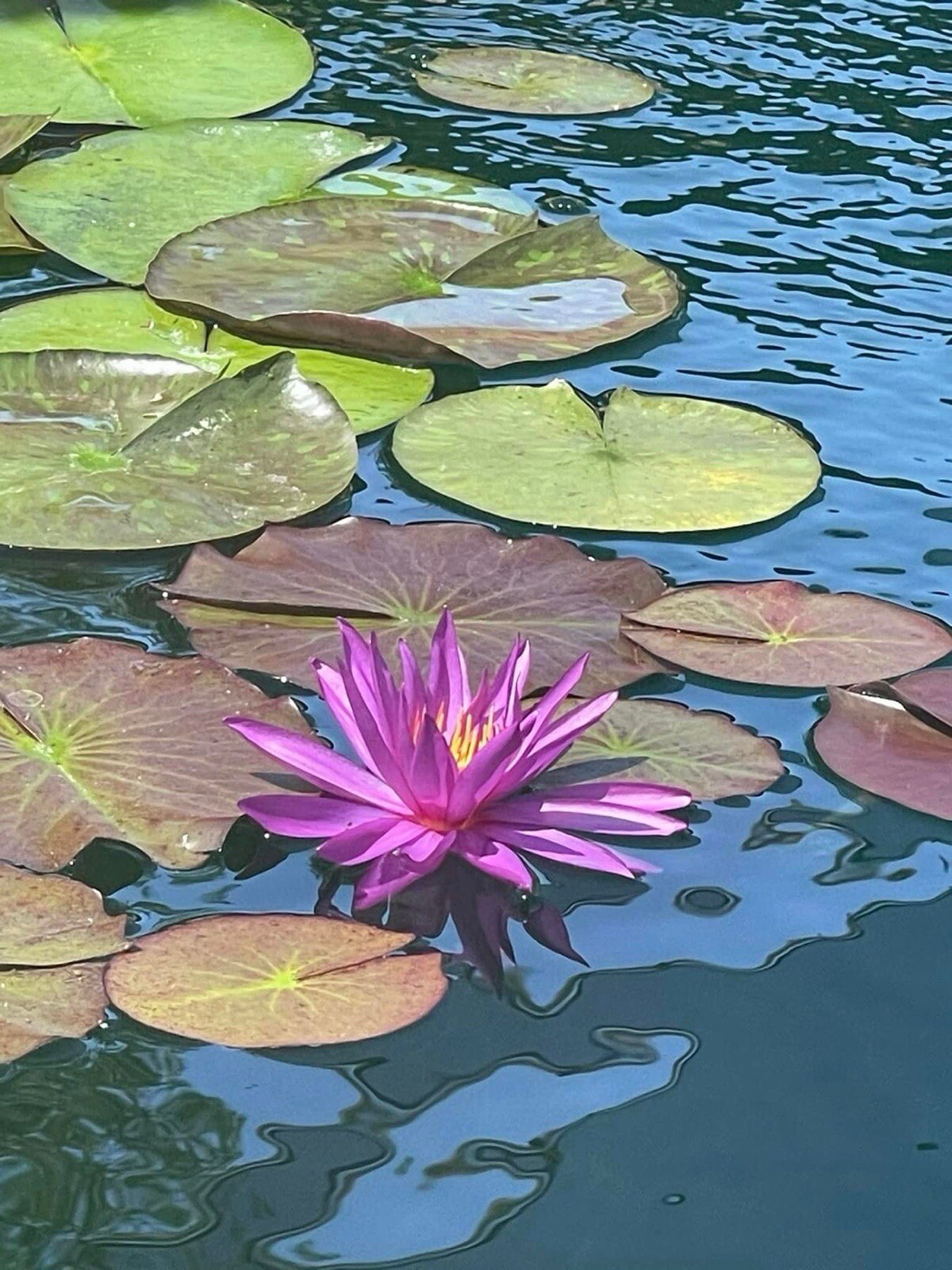 Purple Detective Erika Winter Hardy Water Lily Award Winning Pond Plant
