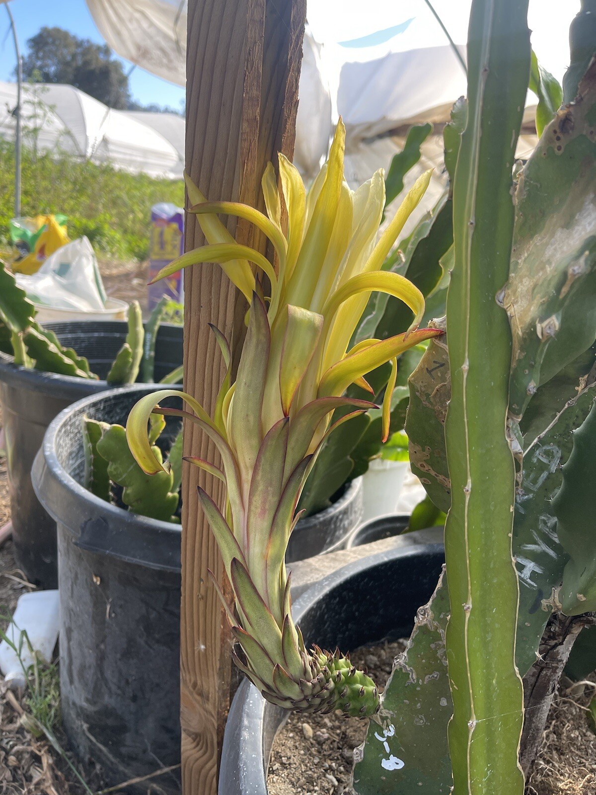 Mature “JADE RED” Dragon Fruit Cuttings 15-18 inch