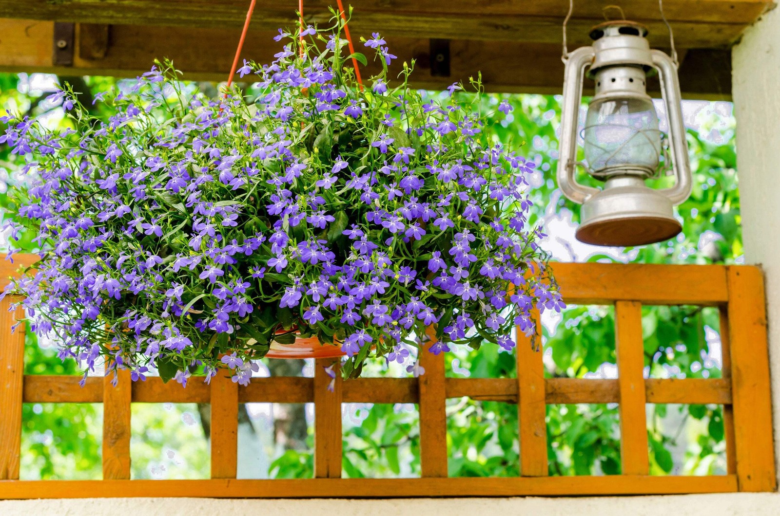 200 LILAC Purple LOBELIA REGATTA Lobelia Erinus Flower Seeds