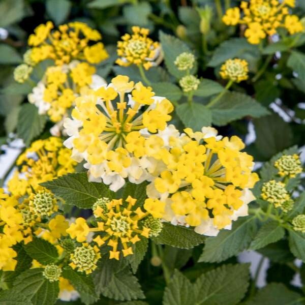 Lantana Plant Live, The Best Hardy Type Lantana Plug Ready to Grow
