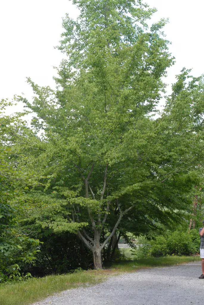 American Hornbeam – 36 – 42″ Tall – Trade 1 Gallon Container