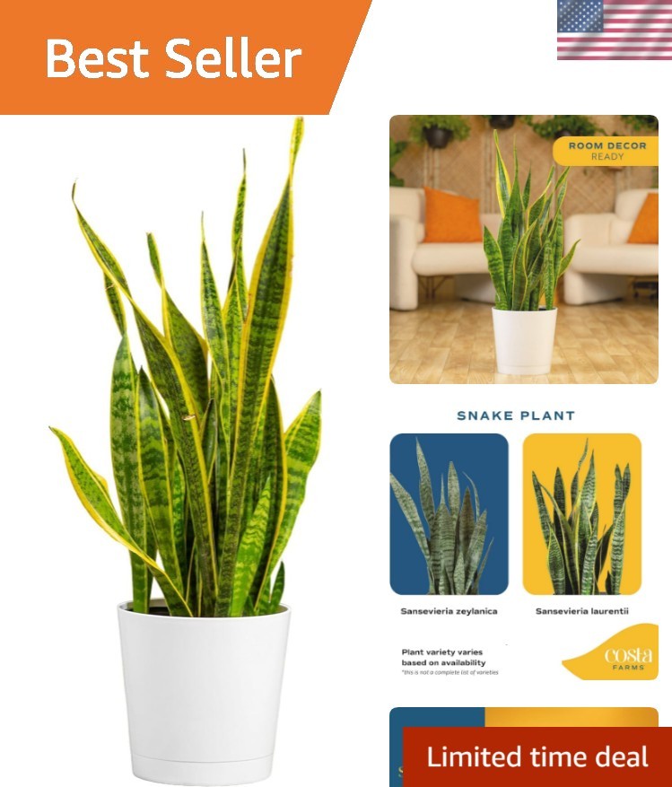 Snake Plant, Mother-in-Law’s Tongue Live Plant in Decorative Pot, Large Easy …
