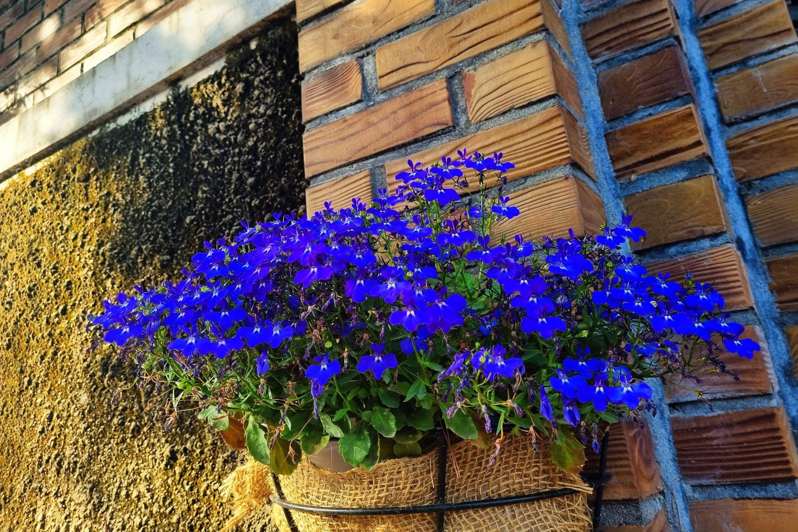 200 Electric Blue LOBELIA MONSOON Flower Seeds *Flat Shipping