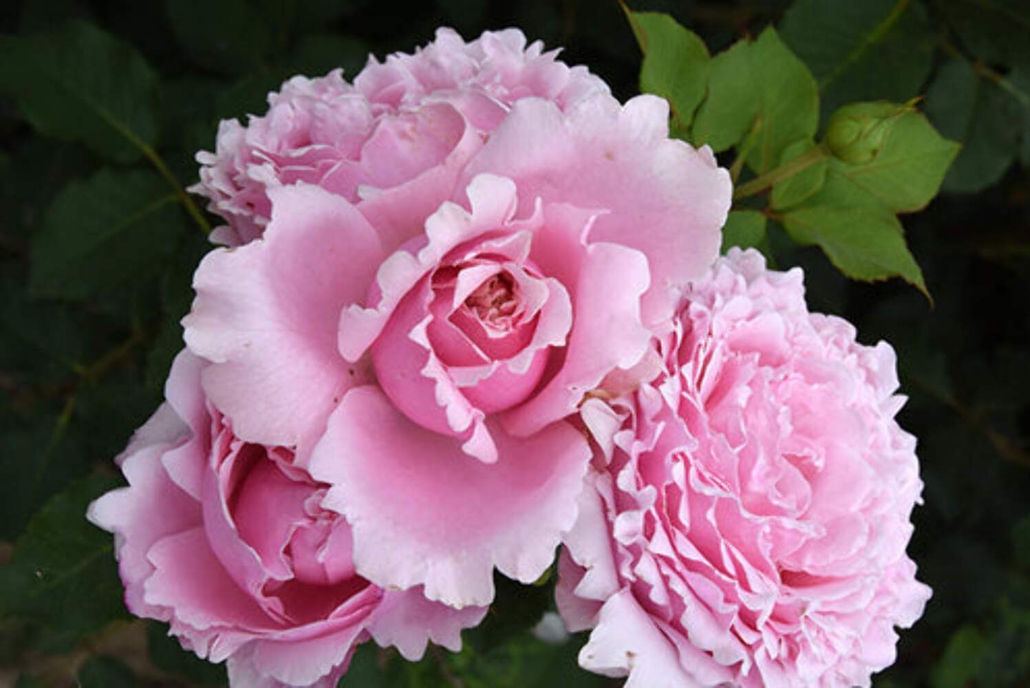 S. Rochas thornless rose plant flower bush shrub