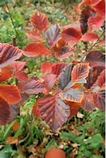 10 AUTUMN EMBERS WITCH HAZEL SEEDS – Hamamelis vernalis