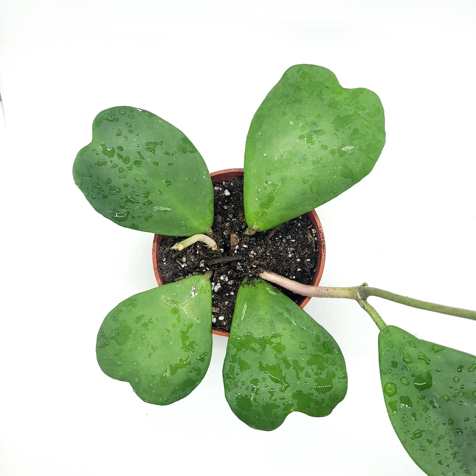 Hoya Kerri Wax Plant 4″ Pot 3 to 4 leaves with soil – Ships from California