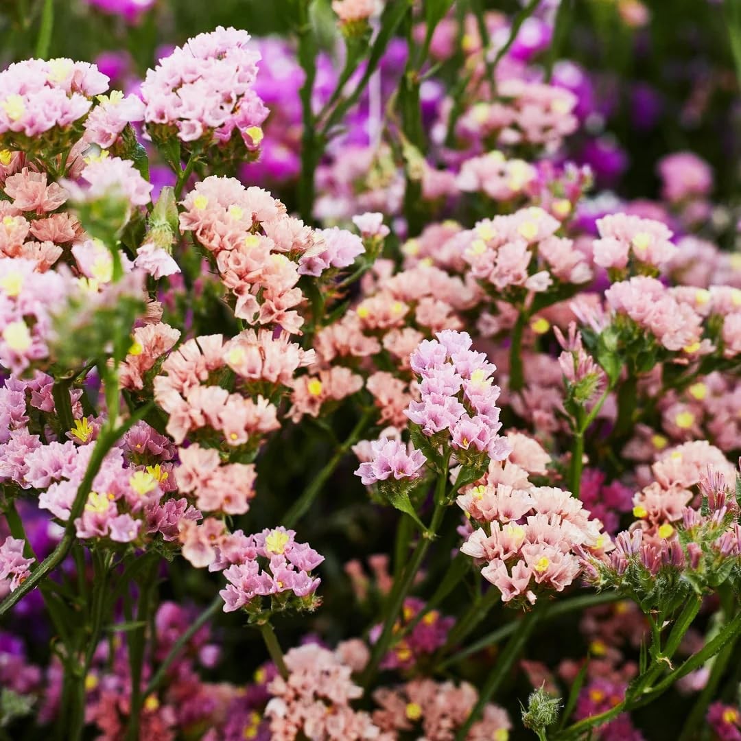 100+ Seed Statice Pastel Mix for for Planting Outdoors Garden-Annual Limonium S