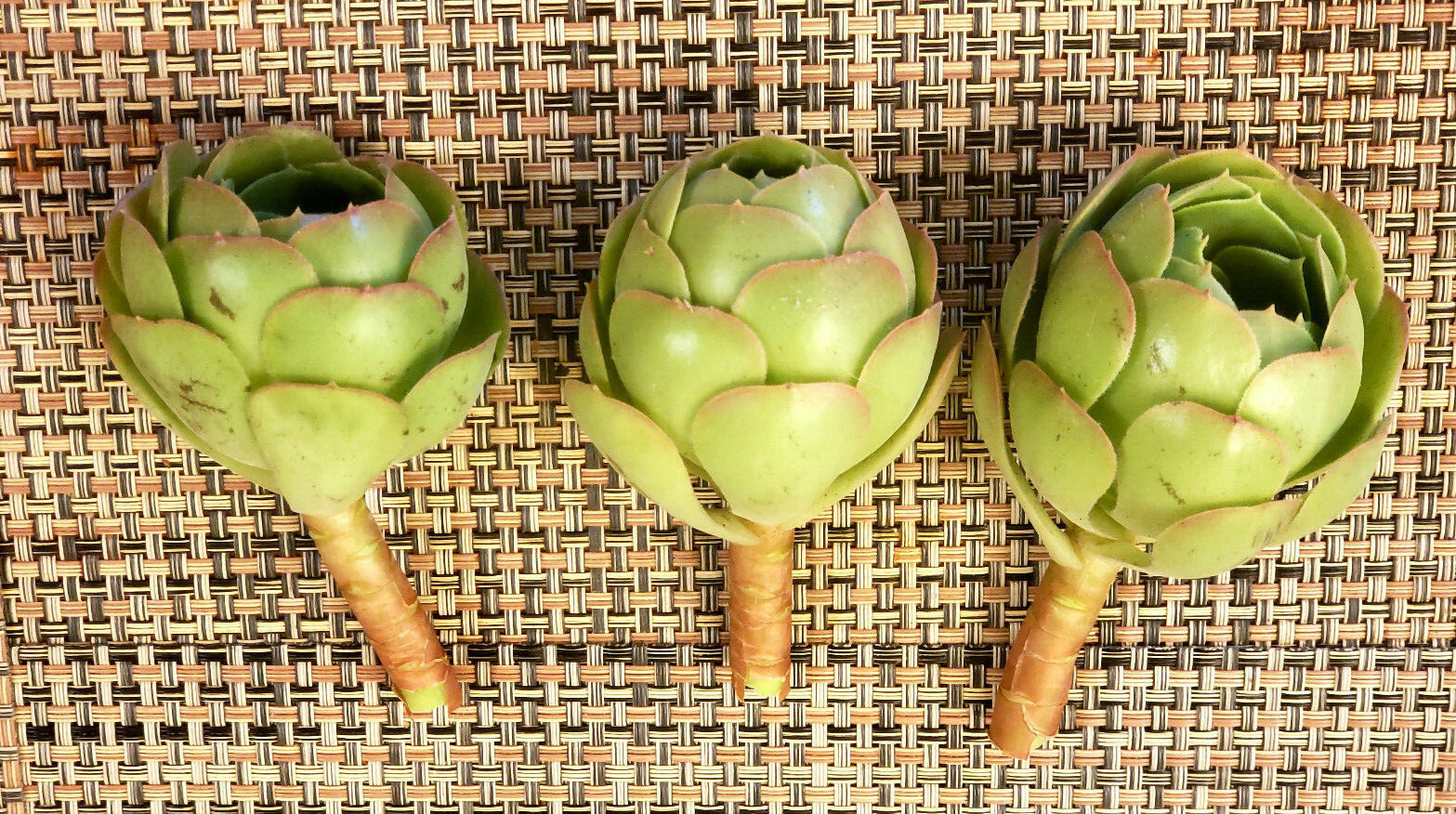 2 x AEONIUM SPP CUTTING – LOOKS LIKE A ROSE BUD – 2″ (= 5 CM) diameter