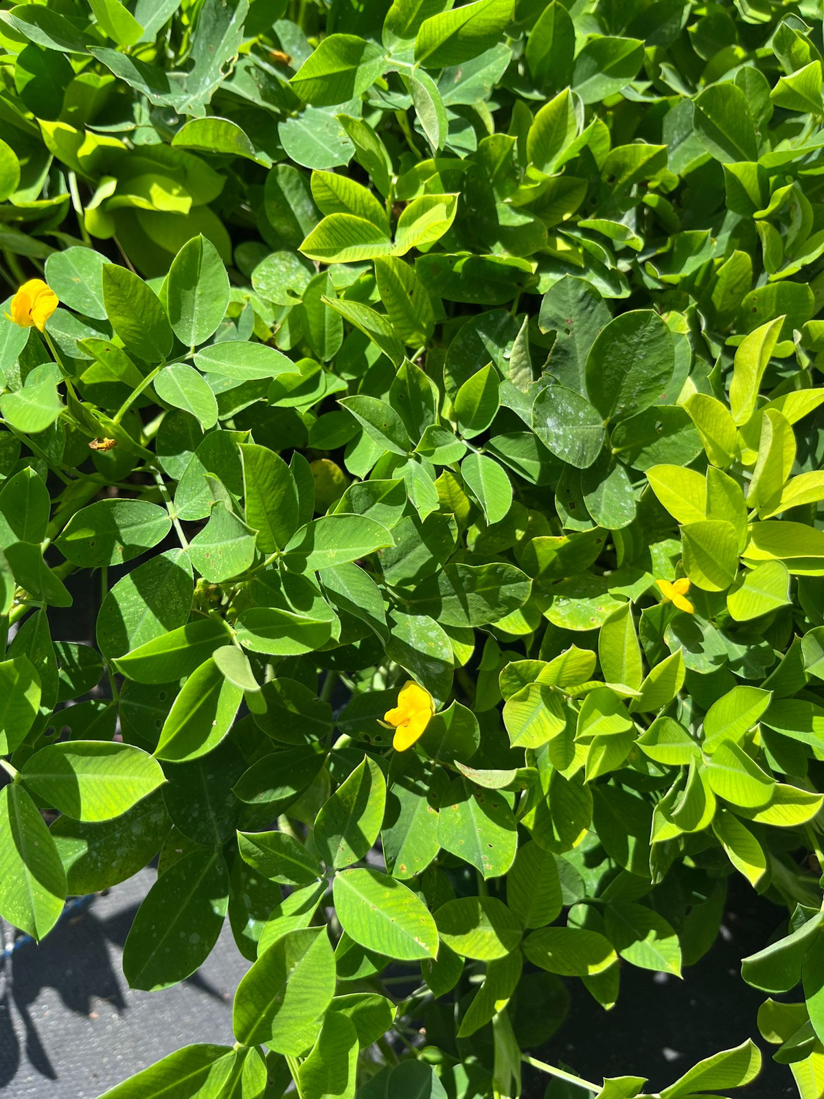 Lush Ornamental Peanut Grass – Large Ground Cover for Erosion Control and Soil I