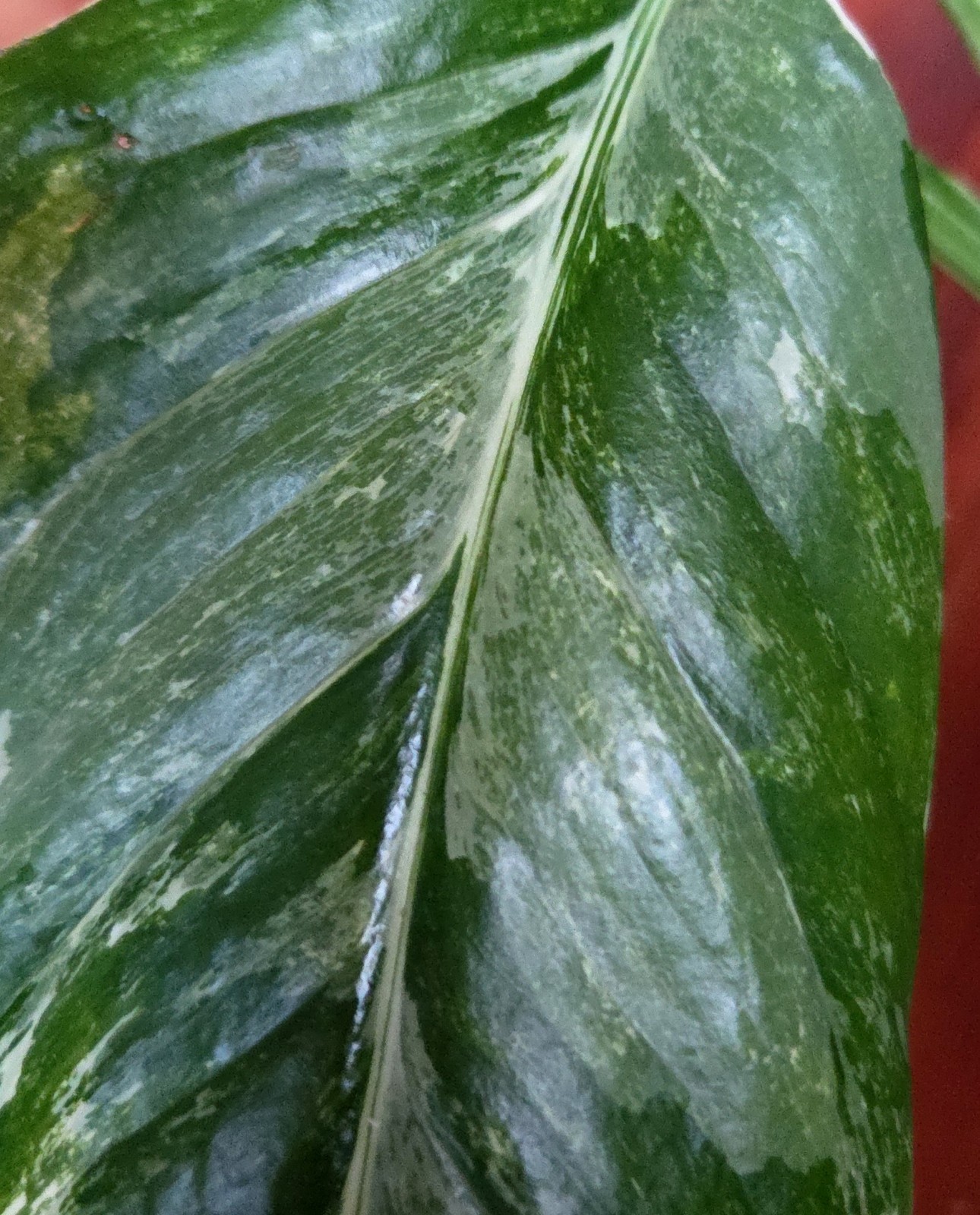 Rare Monstera Lechleriana Albo variegated 17″Tall Not Philodendron Anthurium