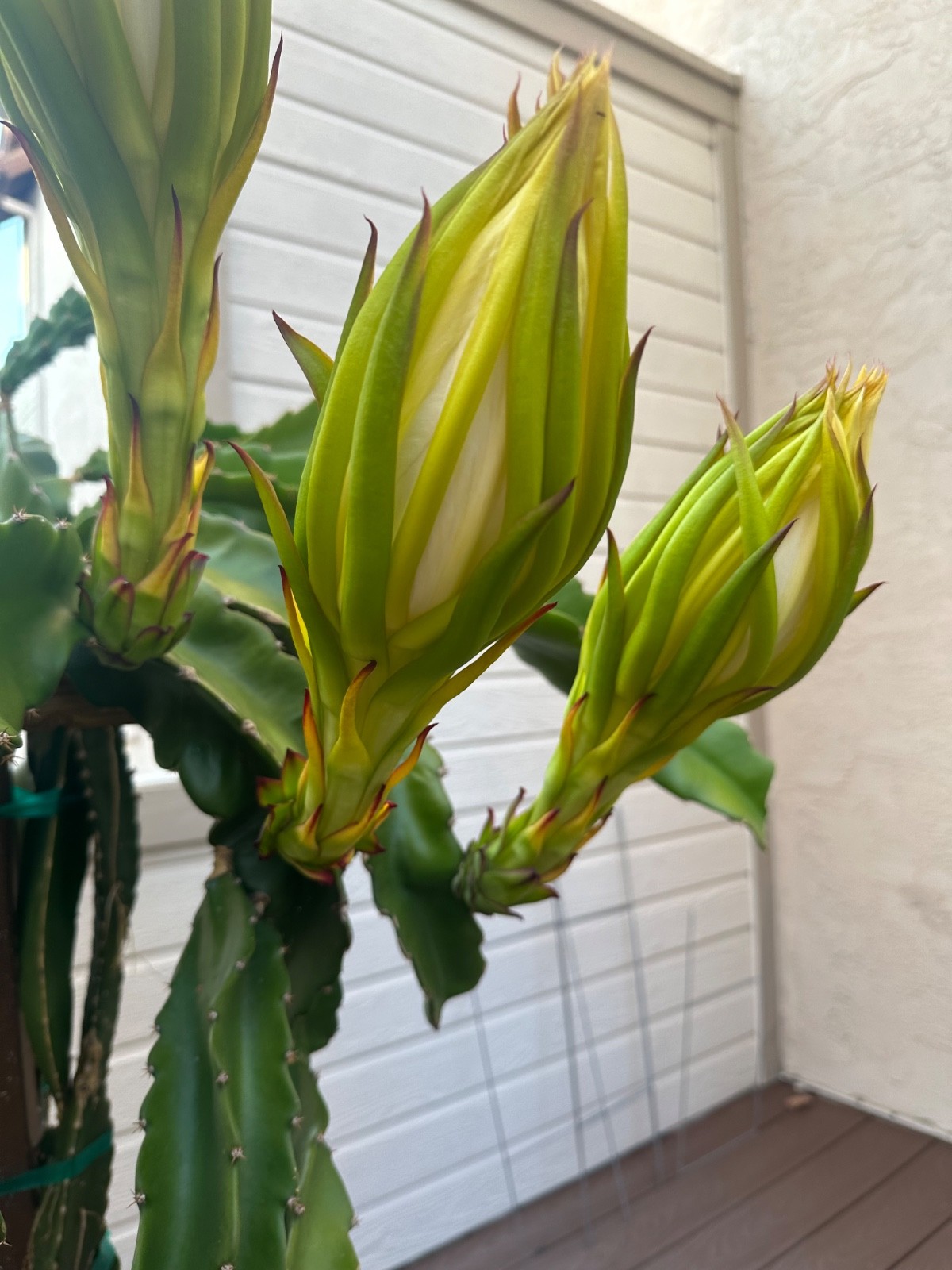 5 ct Dragon Fruit Cuttings 8-12 inches, Guaranteed Red Fruits, FREE Training