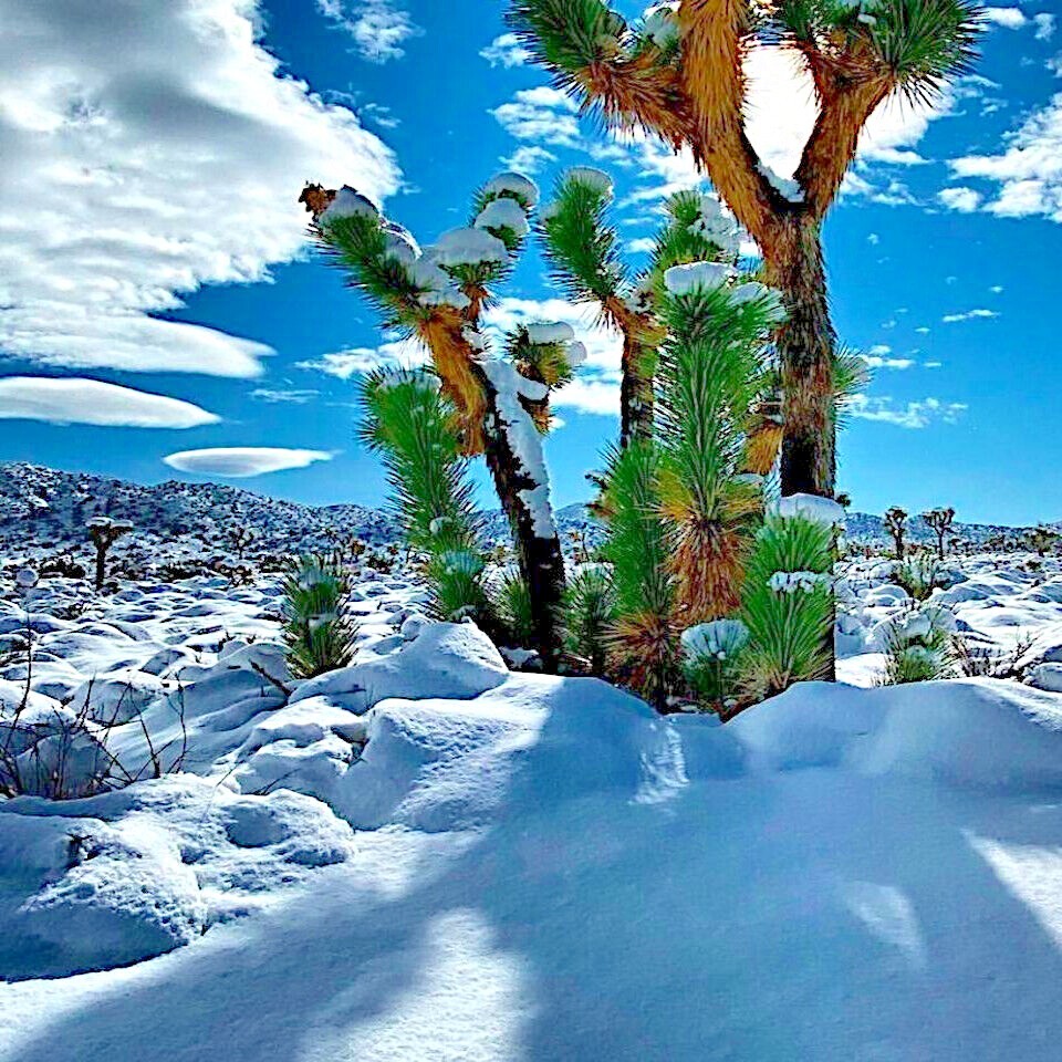 JOSHUA TREE SEEDS “Largest Yucca Plant” Cactus Cacti Succulent Palm Flower RARE!