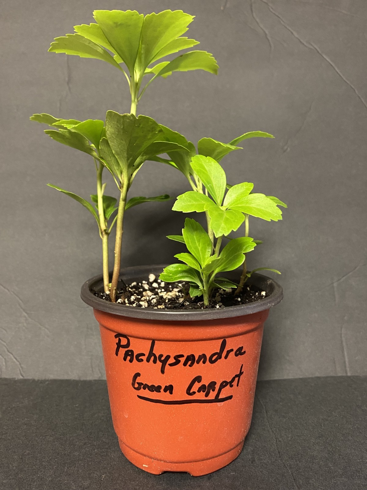 Pachysandra Terminalis ‘Green Carpet’ 6-3″ Pots Live Plants