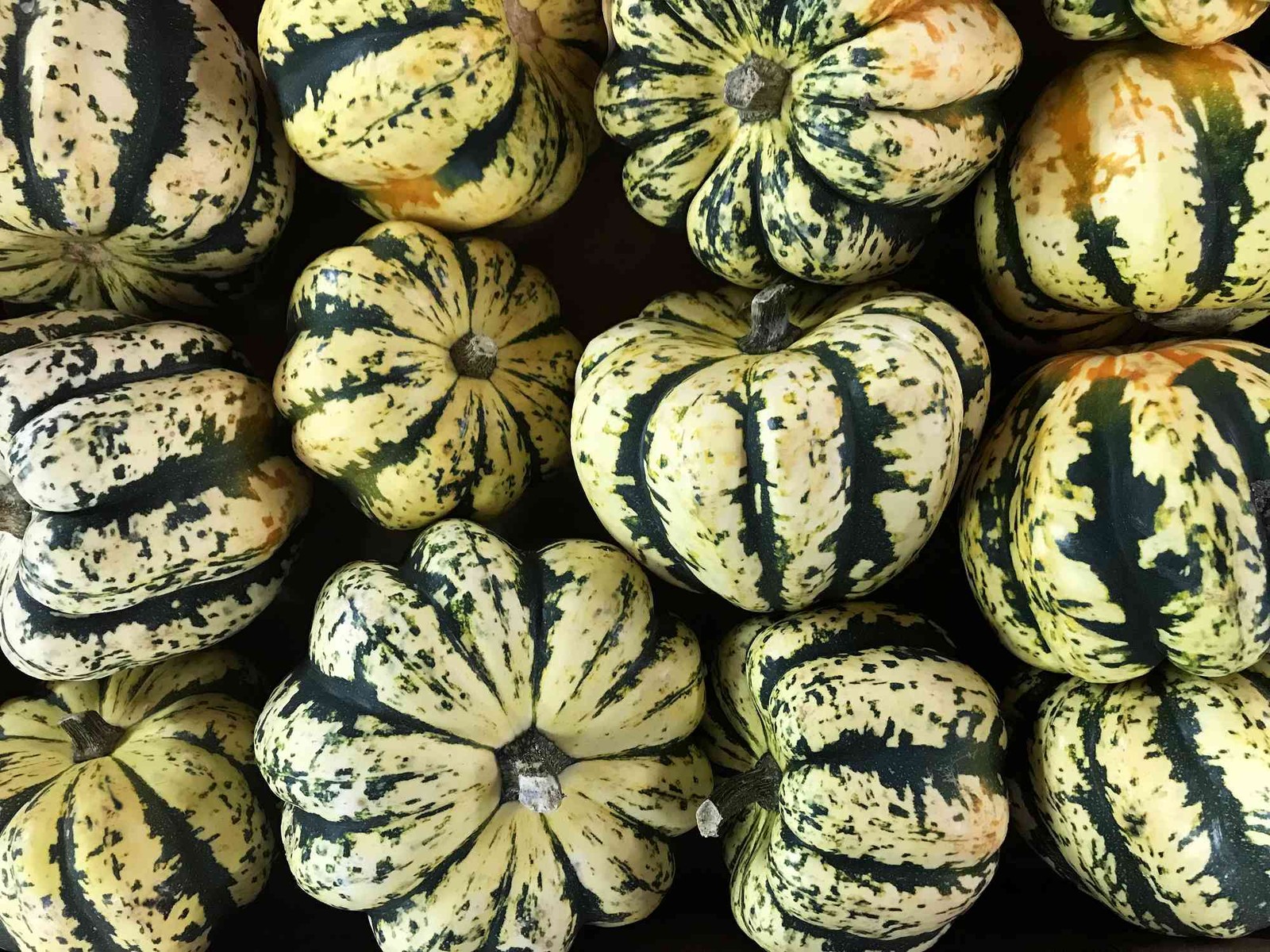 Sweet Dumpling Squash Seeds | Carnival Acorn Delicata Kabocha Fall Pumpkin 2024