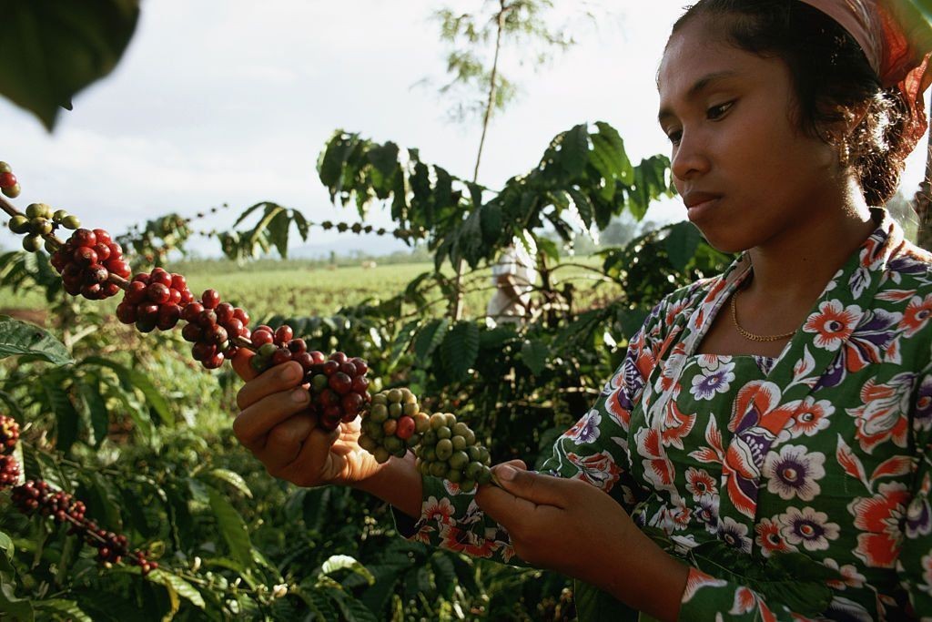 Peruvian Coffee Bean Tree Seeds (25) / San Martin Fincla La Esperanza / RARE