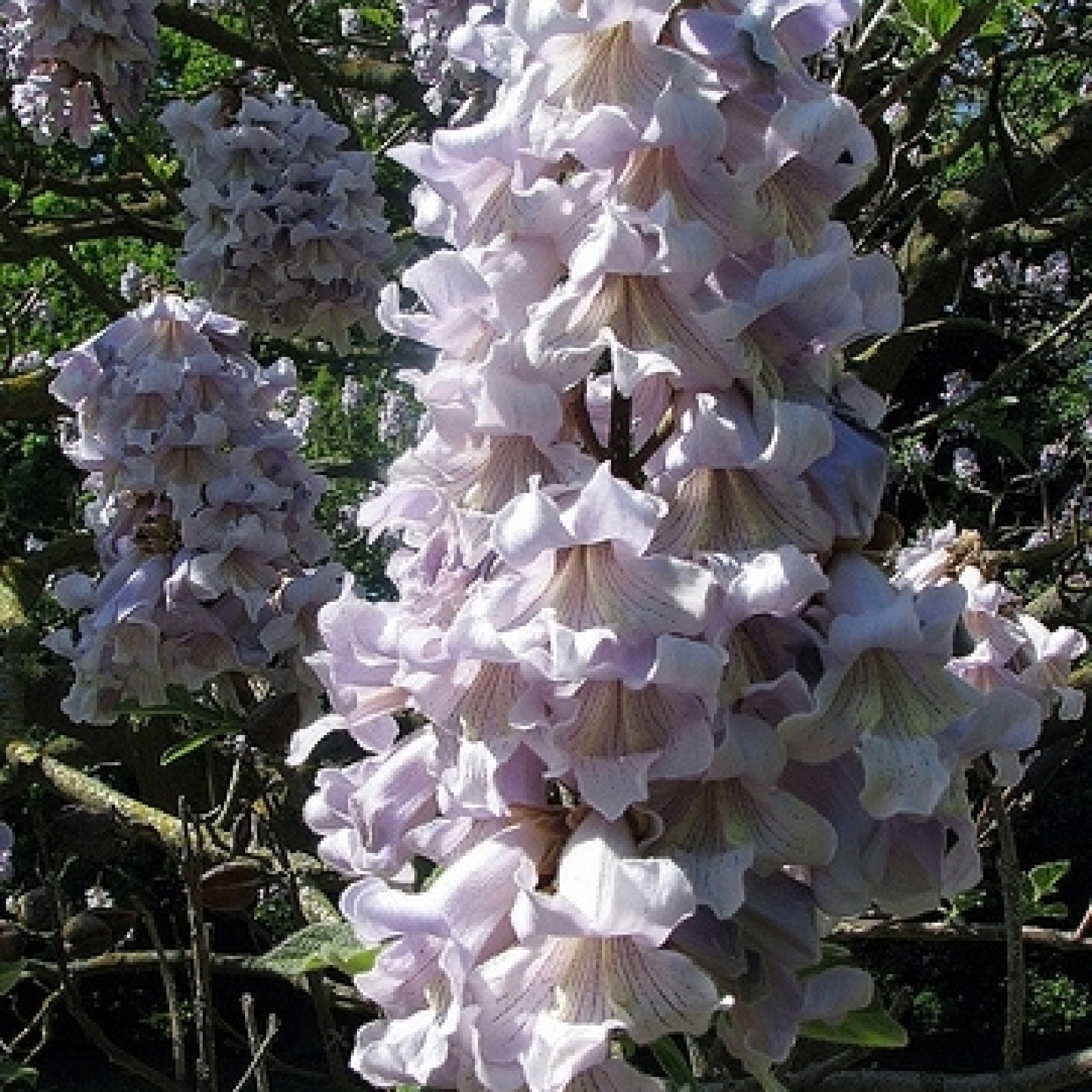 PRINCESS TREE Paulownia Tomentosa – 1000 SEEDS