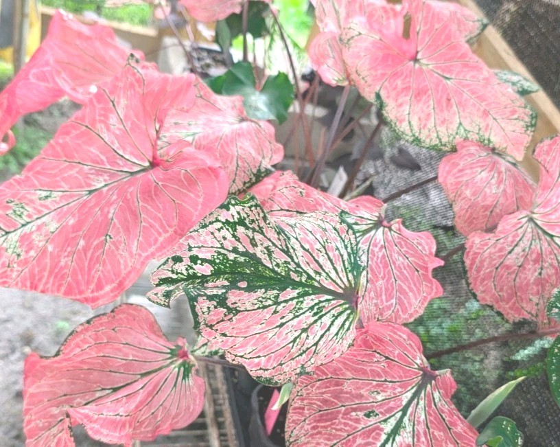 5 Thai Beauty Caladium Bulbs Big Leaves Easy To Grow Rare Arum Pink Plants Plant