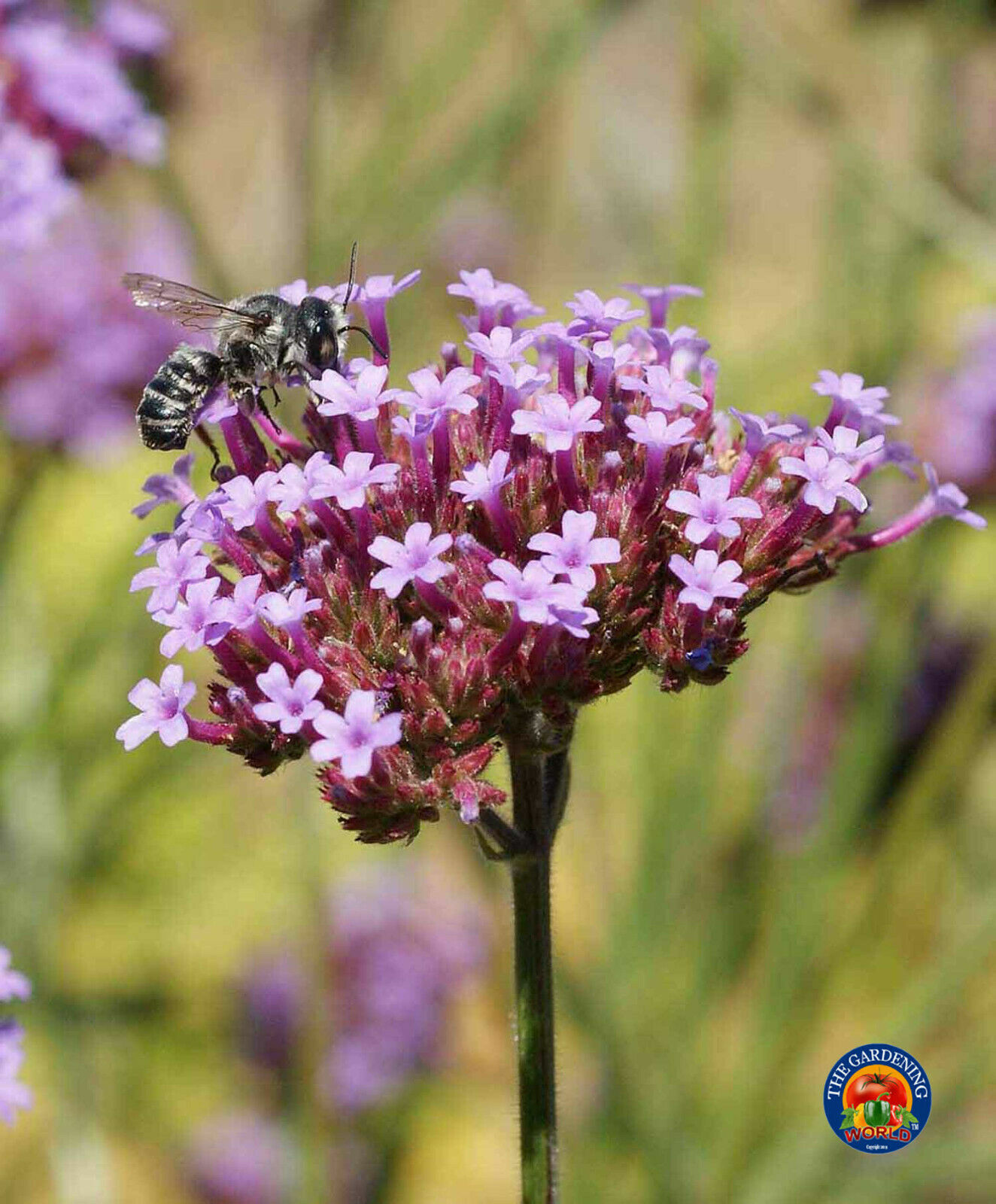Purpletop VERVAIN Flower Seeds VERBENA Bonariensis (1000 to 5000 SEEDS)