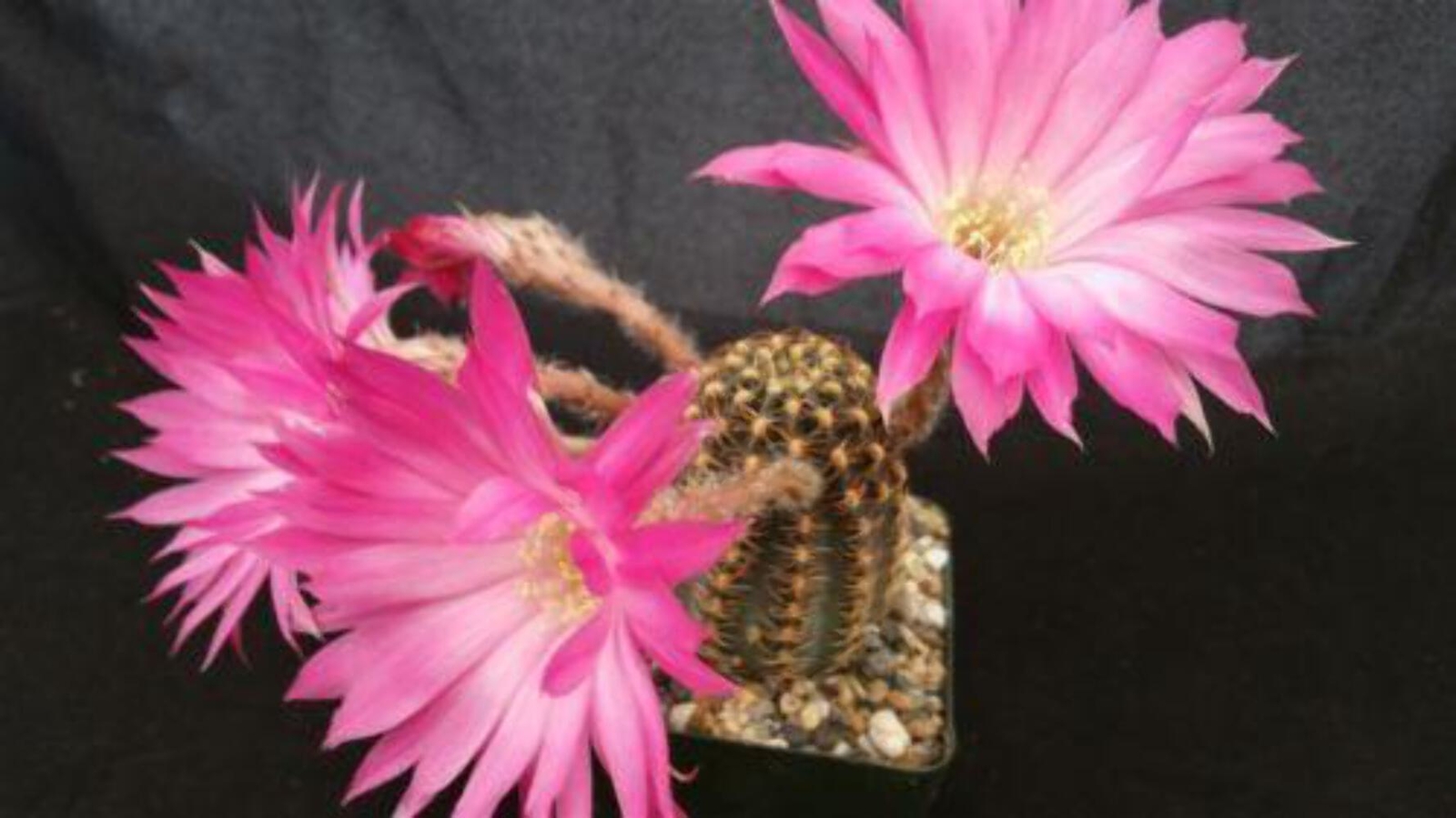 Lobivia winteriana cactus Cacti Succulent real live plant