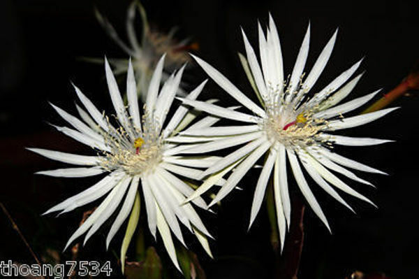 4 Mature Cuttings White EPIPHYLLUM Hookeri Fragrant Orchid Cactus STRICTUM