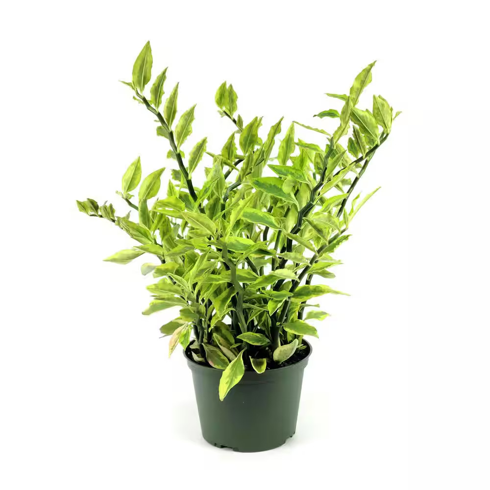 6 In. Pedilanthus Tith Variegated Plant in Grower Container