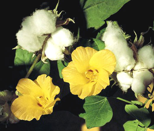 COTTON LEVANT Gossypium Herbaceum – 50 Bulk Seeds