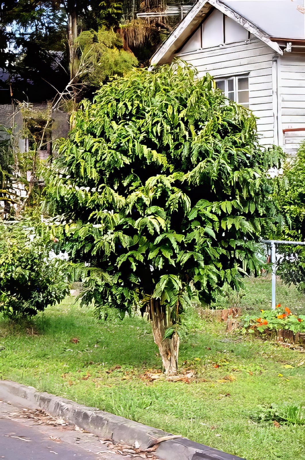 10 Coffea arabica Seeds Tropical EXOTIC Coffee Bean Indoor House Plant Tree RARE