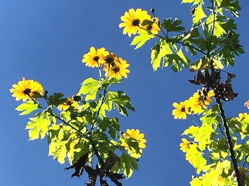 4 Live Rooted Cuttings Yellow Mexican Sunflower Tithonia diversifolia.