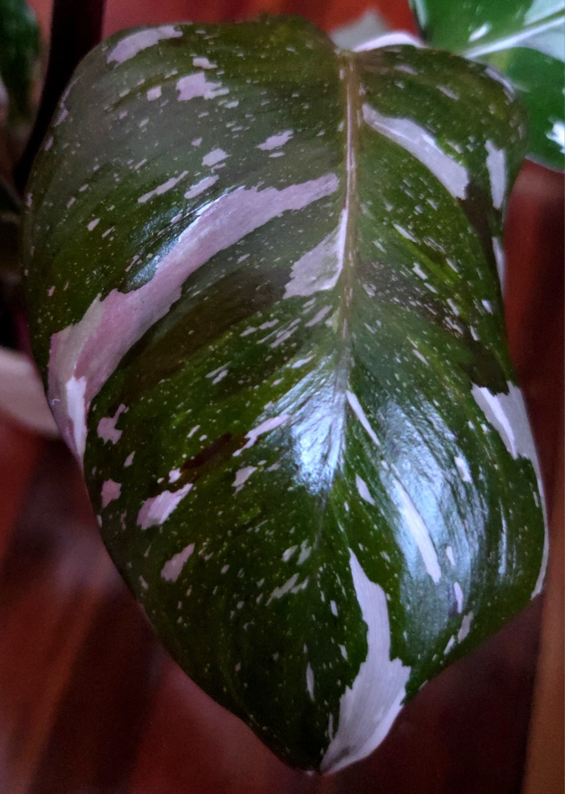 Rare Philodendron Scarlet Princess 16″ Tall Multi Branch Not Anthurium Monstera