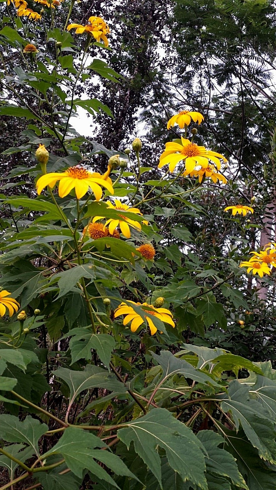 Lot of 5/10 Yellow Mexican Sunflower Tithonia Diversifolia 7 INCH Cuttings
