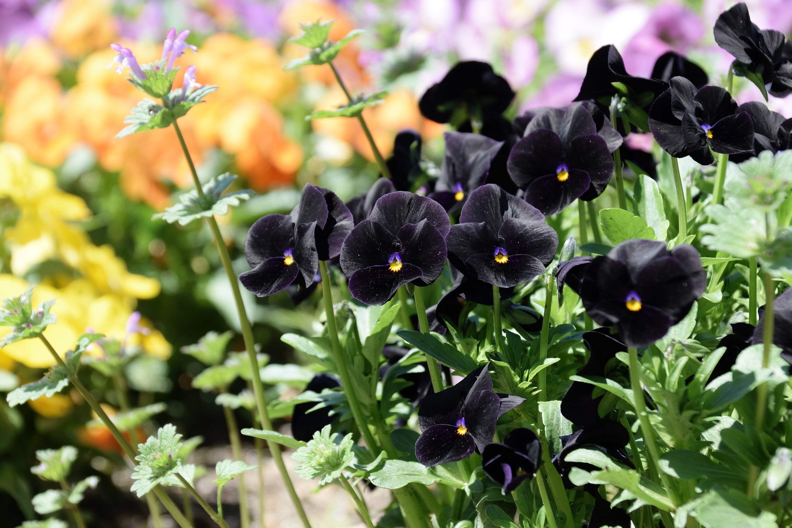 50 BLACK PANSY Clear Crystals Viola Wittrockiana Flower Seeds *Comb S/H