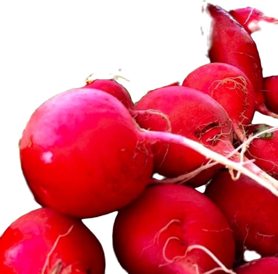 Crimson Giant Radish Seeds – Untreated, NON-GMO, Heirloom Free Shipping!