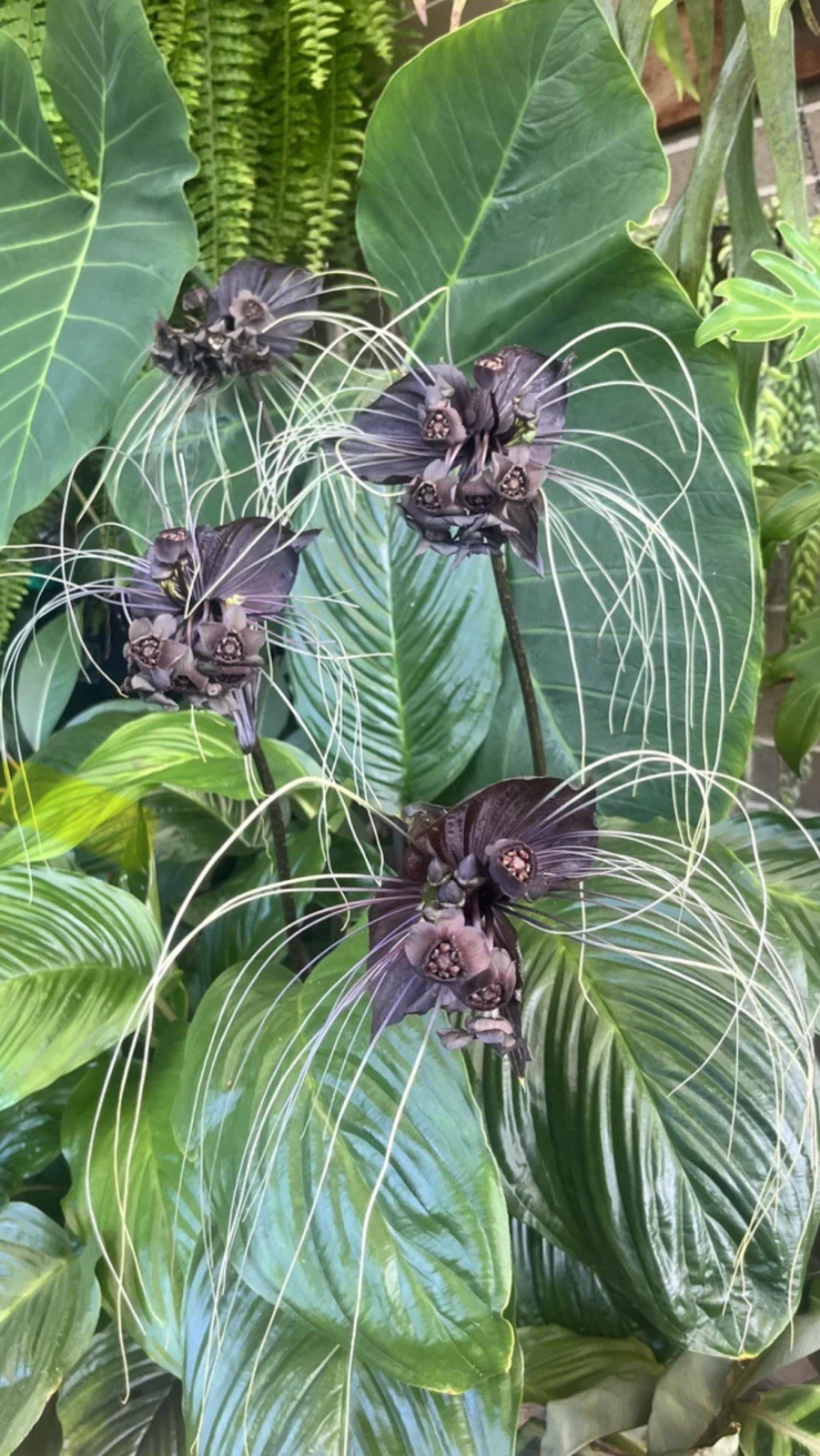 Black Bat Flower-Tacca chantrieri-aka Black Lily-SMALL ROOTED STARTER Plant